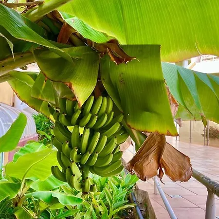 Ocean View In Orlando * Costa Adeje (Tenerife)