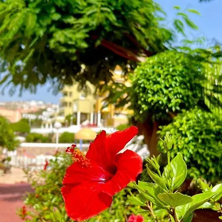 Ocean View In Orlando Apartment *