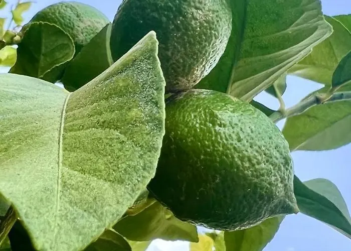 Ocean View In Orlando Apartment Costa Adeje (Tenerife)