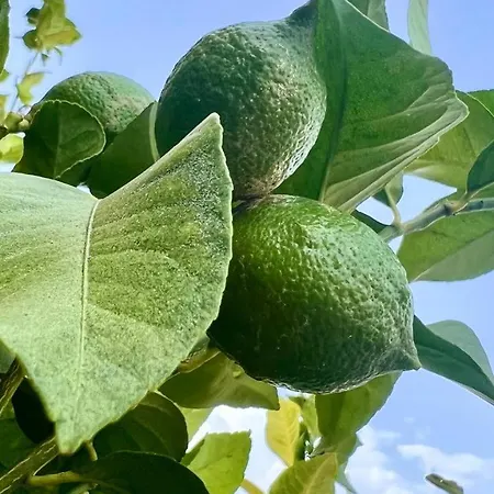 Ocean View In Orlando Lejlighed Costa Adeje (Tenerife)