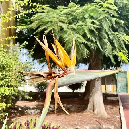 Ocean View In Orlando Lejlighed