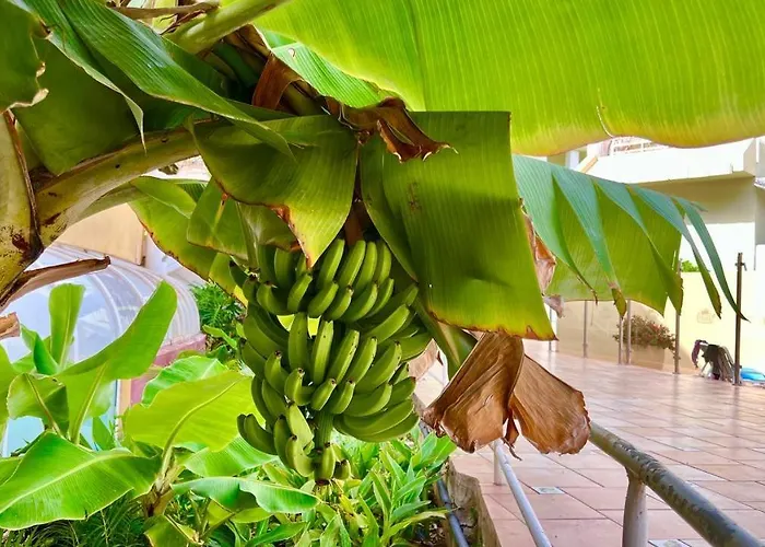 Ocean View In Orlando * Costa Adeje (Tenerife)